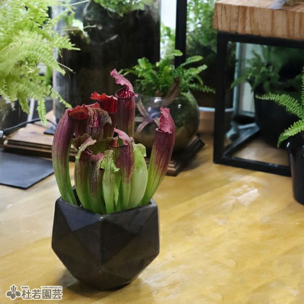 選べる鉢カバー付き【食虫植物】サラセニア フィオナ | 杜若園芸WEB