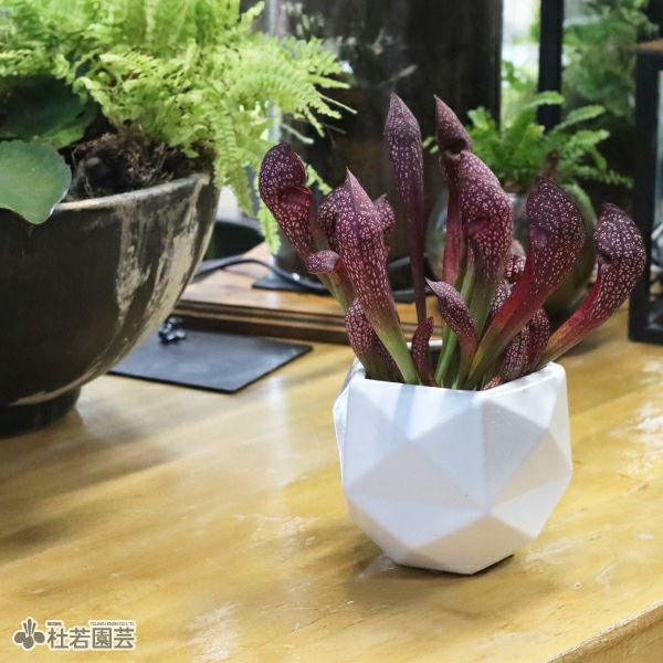選べる鉢カバー付き【食虫植物】サラセニア スカーレットベル | 杜若