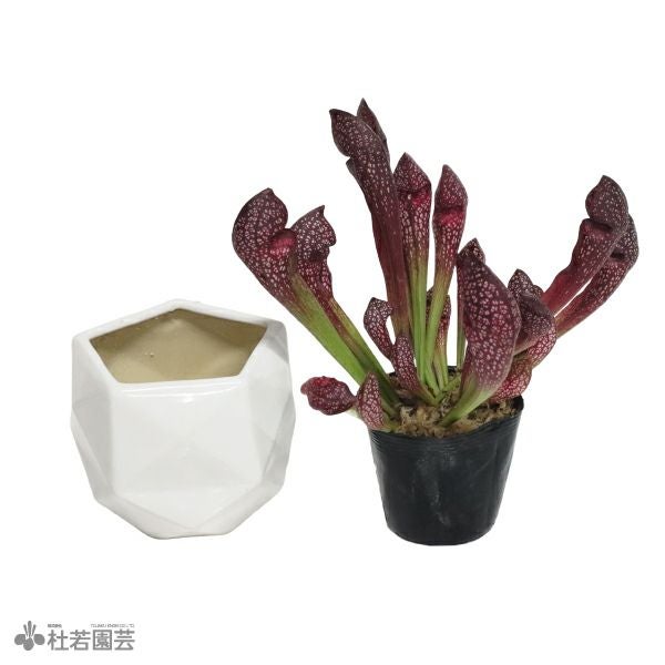 選べる鉢カバー付き【食虫植物】サラセニア スカーレットベル | 杜若