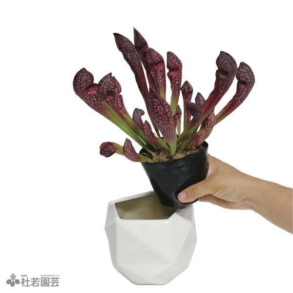 選べる鉢カバー付き【食虫植物】サラセニア スカーレットベル | 杜若