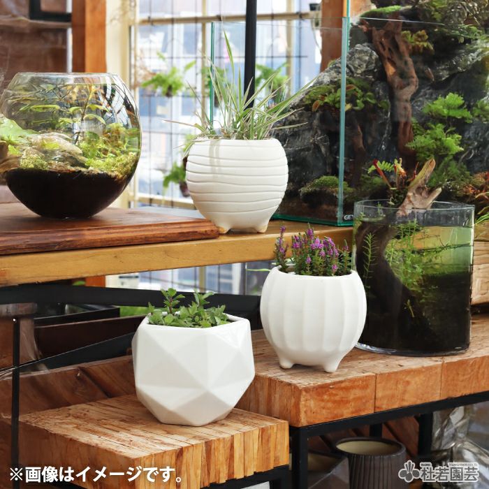 水鉢・容器・カゴ・トレー・資材類 | 杜若園芸WEBショップ｜水草の生産
