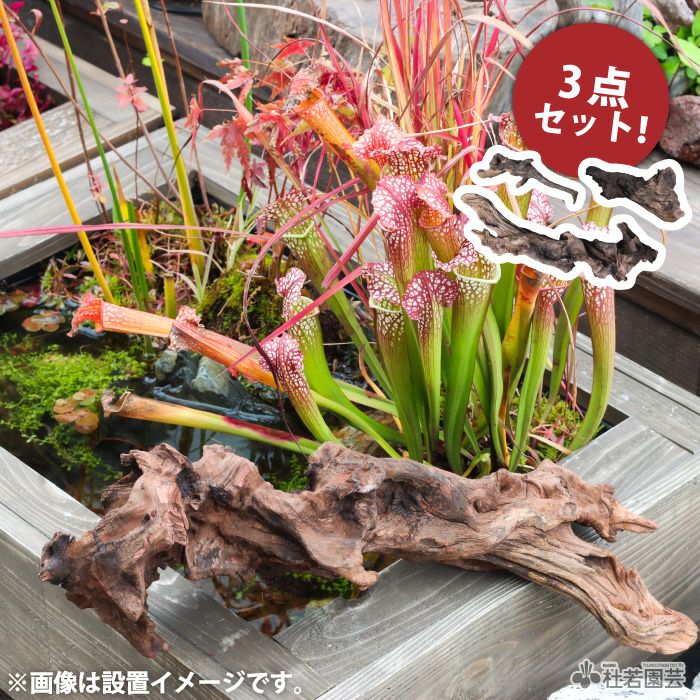 自立する流木 Driftwood 流木 - Download Free 3D model by DIGITALCA ディジタルカ