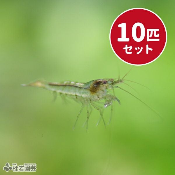 ミナミヌマエビ 10匹セット【エビ】 | 杜若園芸WEBショップ｜水草の