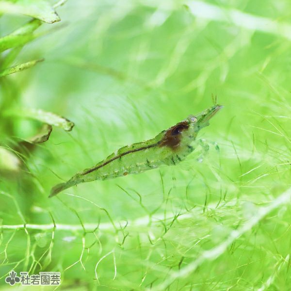 ミナミヌマエビ 10匹セット【エビ】 | 杜若園芸WEBショップ｜水草の
