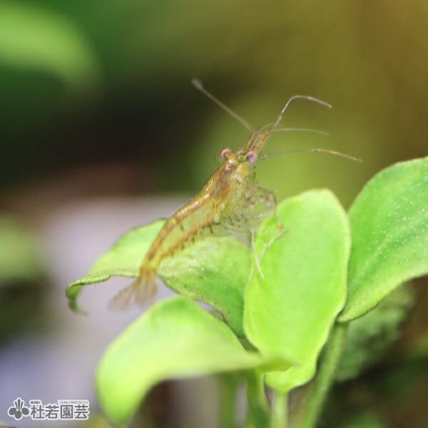 ミナミヌマエビ 10匹セット【エビ】 | 杜若園芸WEBショップ｜水草の