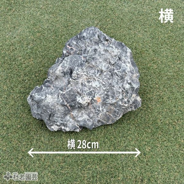 青龍石-7 | 杜若園芸WEBショップ｜水草の生産販売【通販ショップ】