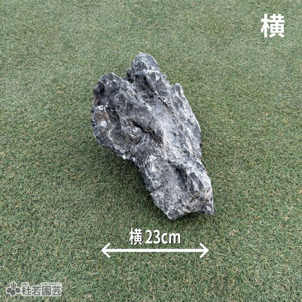 青龍石-9 | 杜若園芸WEBショップ｜水草の生産販売【通販ショップ】