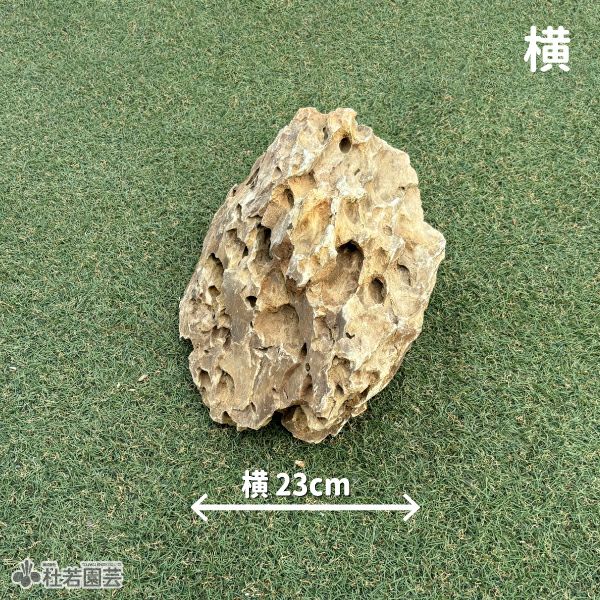 気孔石-3 | 杜若園芸WEBショップ｜水草の生産販売【通販ショップ】