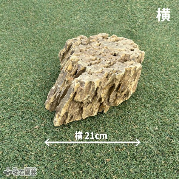 気孔石-4 | 杜若園芸WEBショップ｜水草の生産販売【通販ショップ】
