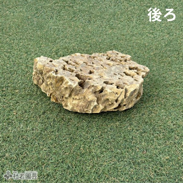 気孔石-4 | 杜若園芸WEBショップ｜水草の生産販売【通販ショップ】