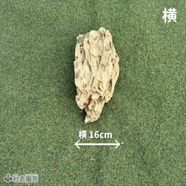 気孔石-8 | 杜若園芸WEBショップ｜水草の生産販売【通販ショップ】