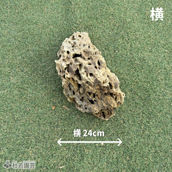 気孔石-9 | 杜若園芸WEBショップ｜水草の生産販売【通販ショップ】
