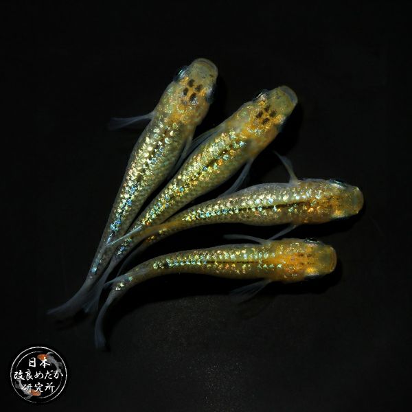 日め研メダカ | 杜若園芸WEBショップ｜水草の生産販売【通販ショップ】