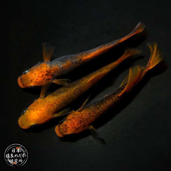 ☆杜のメダカ☆★メダカ飼育にオススメコケリウム・テラリウム完成品★20センチ　　 自然の中の飼育箱、苔のアクアリウム、メダカ、ベタ - COKEMOMO-SAR'S