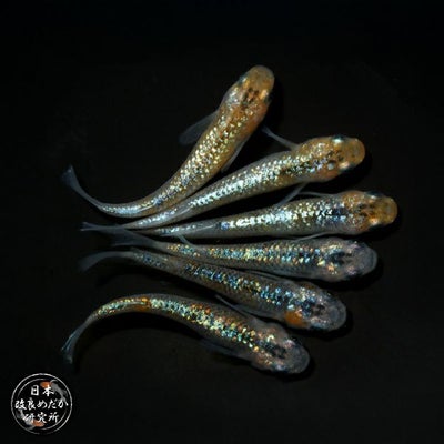 レクリス 1匹【メダカ・めだか】 | 杜若園芸WEBショップ｜水草の生産 