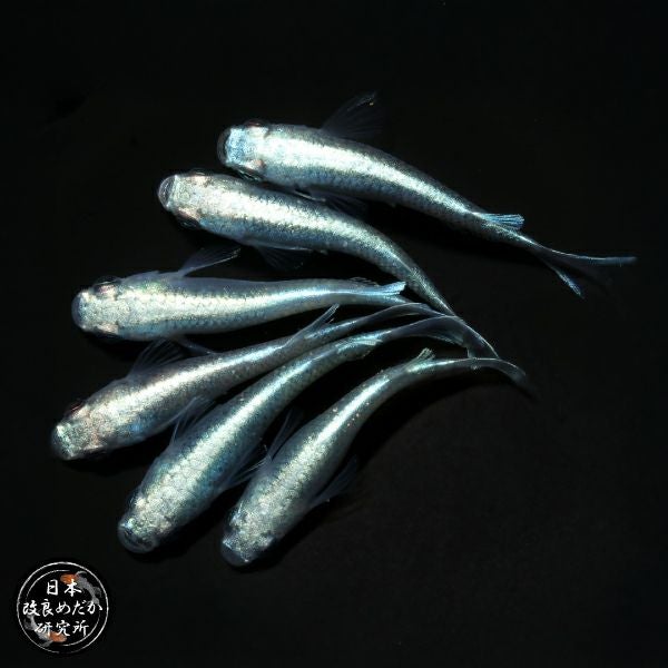 日め研メダカ | 杜若園芸WEBショップ｜水草の生産販売【通販ショップ】