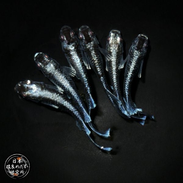 日め研メダカ | 杜若園芸WEBショップ｜水草の生産販売【通販ショップ】