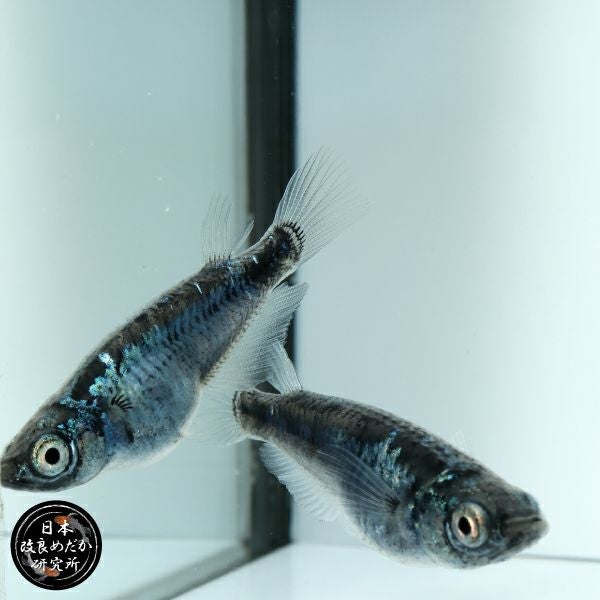 墨武（ボブ）メダカ1ペア 1ペア】墨武（ボブ） | メダカ専門店 根来めだか