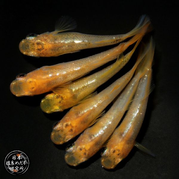 初めてのメダカの飼い方・育て方 | 杜若園芸WEBショップ|水草の生産 初めてのメダカの飼い方・育て方 | 杜若園芸WEBショップ|水草の生産