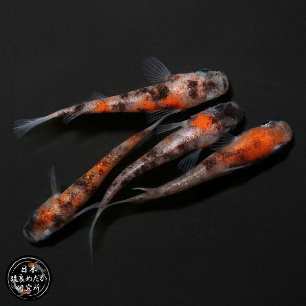 日め研】あけぼの 1ペア | 杜若園芸WEBショップ｜水草の生産販売【通販