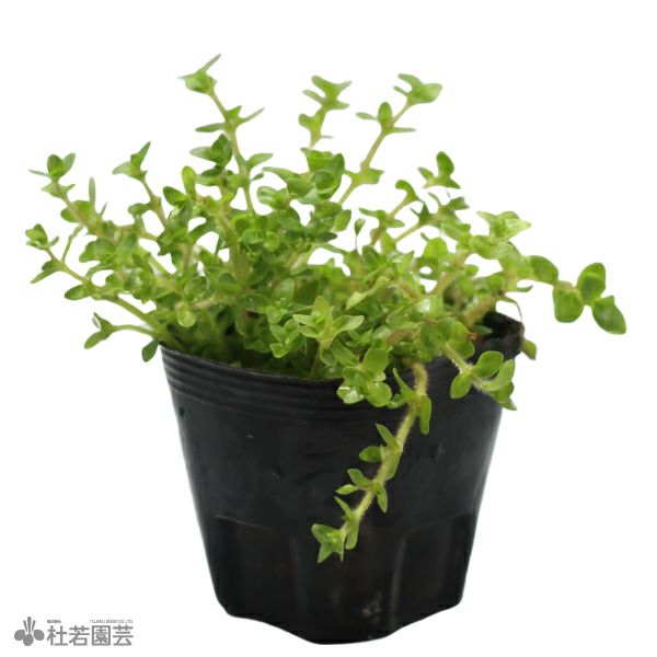 水生植物】パンタナルバコパ | 杜若園芸WEBショップ｜水草の生産販売