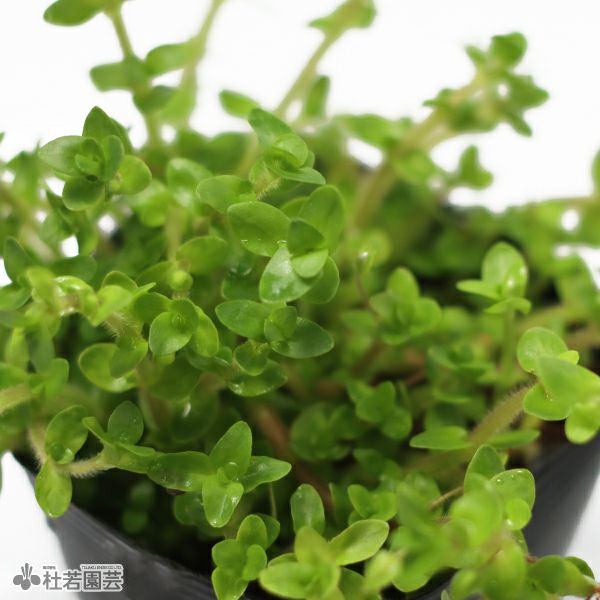水生植物】パンタナルバコパ | 杜若園芸WEBショップ｜水草の生産販売