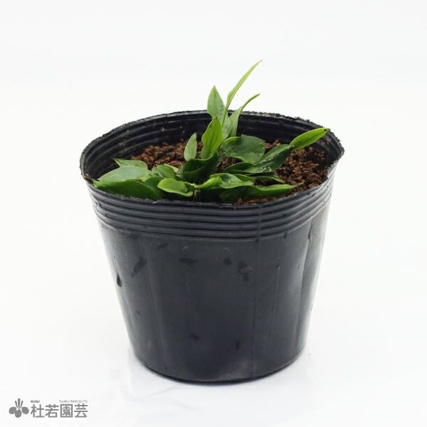 水生植物】エキノドルススカベル | 杜若園芸WEBショップ｜水草の生産