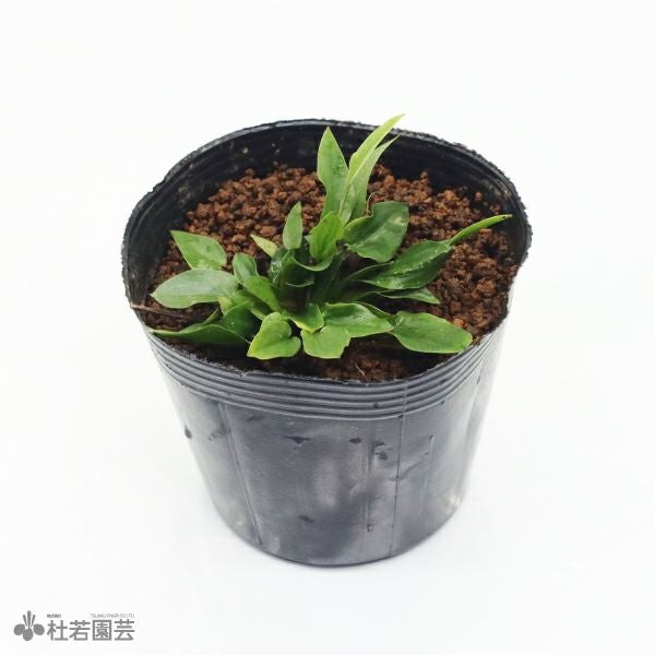 水生植物】エキノドルススカベル | 杜若園芸WEBショップ｜水草の生産