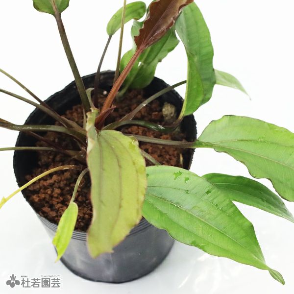 水生植物】エキノドルスローズ | 杜若園芸WEBショップ｜水草の生産販売