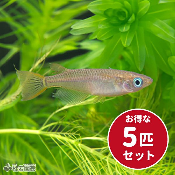 メダカ！早い者勝ち！5000円均一 黒メダカ5匹セット | 杜若園芸WEBショップ｜水草の生産販売【通販