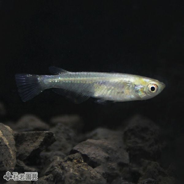 黒メダカ5匹セット | 杜若園芸WEBショップ｜水草の生産販売【通販