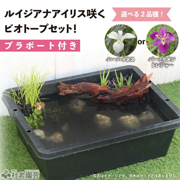 ルイジアナアイリス咲くビオトープセット | 杜若園芸WEBショップ｜水草