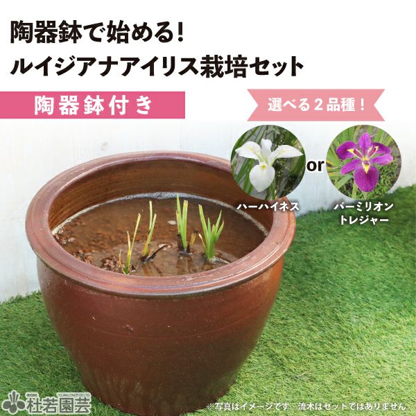 陶器鉢で始める！ルイジアナアイリス栽培セット | 杜若園芸WEBショップ