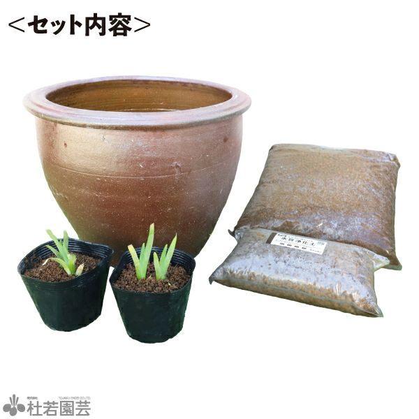 陶器鉢で始める！ルイジアナアイリス栽培セット | 杜若園芸WEBショップ