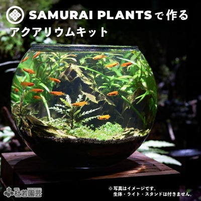 メダカの飼育セット | 杜若園芸WEBショップ｜水草の生産販売【通販 