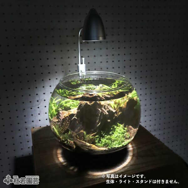 アクアリウム水槽生体一式まるまるセット めだか）（水草）飼育セット GEX ガラス水槽 グラステリア
