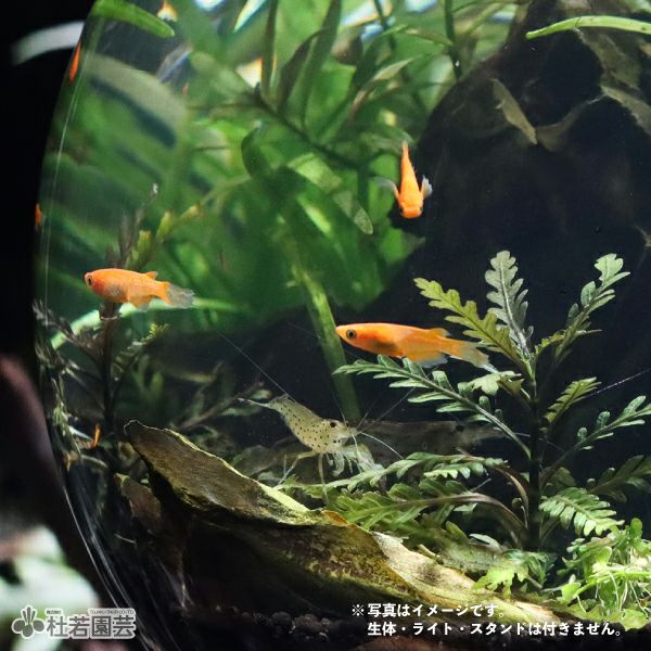 000000004346-03.jpg?size=l&w=