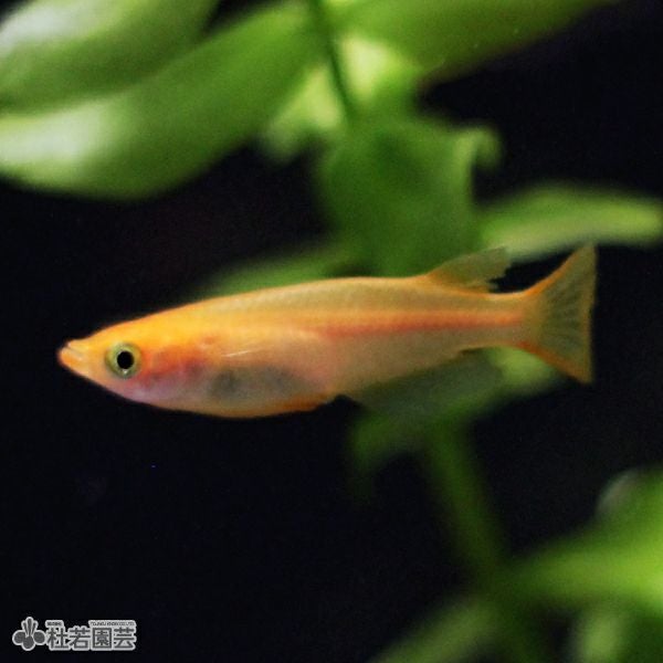 ☆杜のメダカ☆★渓流魚飼育にオススメ！！完成品★9045 エキゾテラ使用 初めてのメダカの飼い方・育て方 | 杜若園芸WEBショップ｜水草の生産