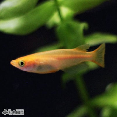 楊貴妃メダカ5匹セット | 杜若園芸WEBショップ｜水草の生産販売【通販 