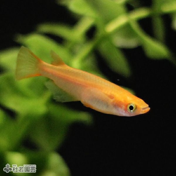 楊貴妃（ようきひ）1匹【メダカ・めだか】 | 杜若園芸WEBショップ