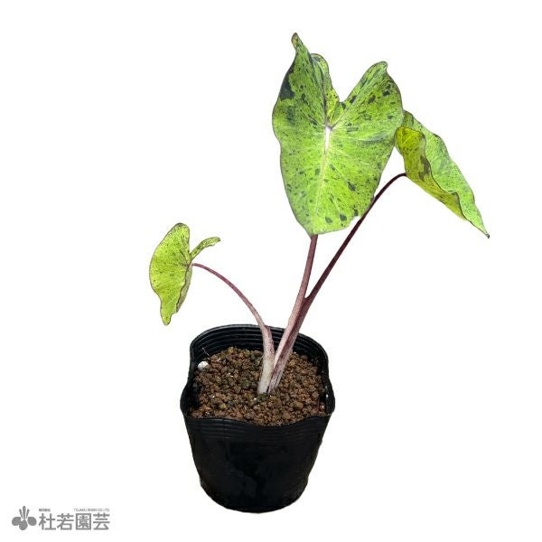 水生植物】 コロカシアブラックサファイア 12cmP | 杜若園芸WEB