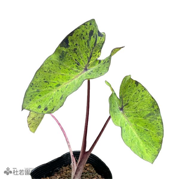 水生植物】 コロカシアモヒート 12cmP | 杜若園芸WEBショップ｜水草の