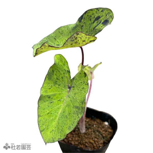 水生植物】 コロカシアモヒート 12cmP | 杜若園芸WEBショップ｜水草の