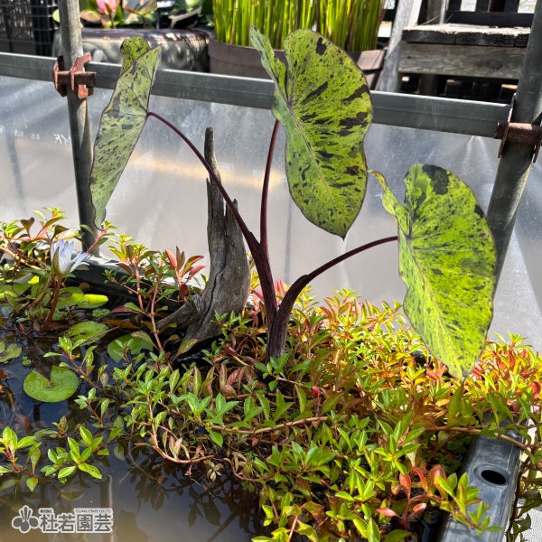 水生植物】 コロカシアモヒート 12cmP | 杜若園芸WEBショップ｜水草の