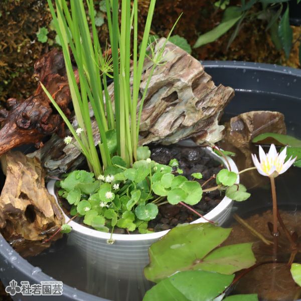 気孔石 Lサイズ | 杜若園芸WEBショップ｜水草の生産販売【通販ショップ】