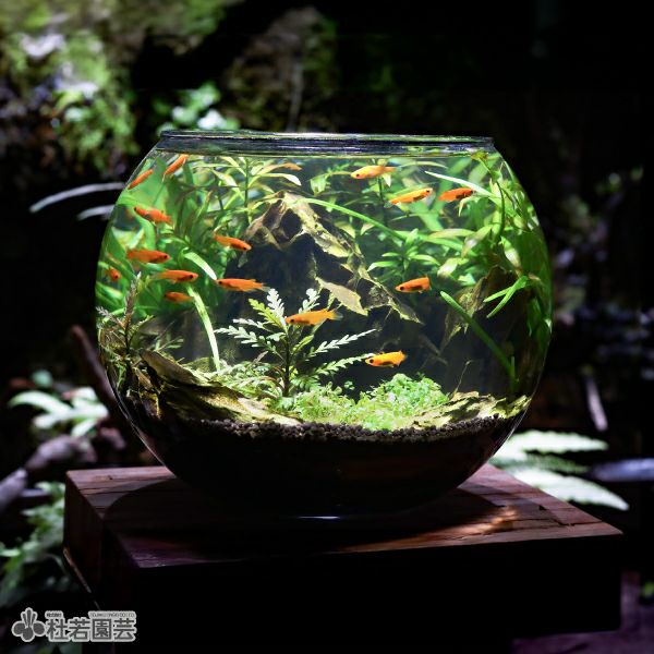 ②メダカ 金魚 ビオトープ 庭石 景石 庭に30inのビオトープを作って2年後、大量の石を置いてみました
