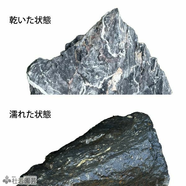 青龍石 Mサイズ | 杜若園芸WEBショップ｜水草の生産販売【通販ショップ】