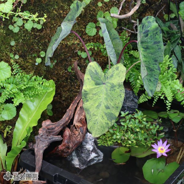 青龍石 Mサイズ | 杜若園芸WEBショップ｜水草の生産販売【通販ショップ】