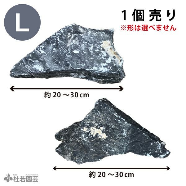 青龍石 Lサイズ | 杜若園芸WEBショップ｜水草の生産販売【通販ショップ】