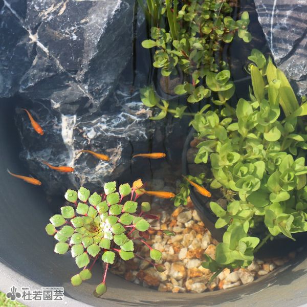 青龍石 Lサイズ | 杜若園芸WEBショップ｜水草の生産販売【通販ショップ】